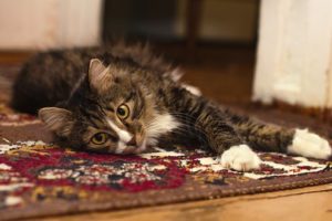 CAT ON CARPET