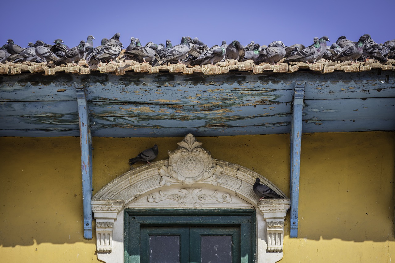 bird control