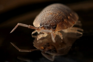 bed bug