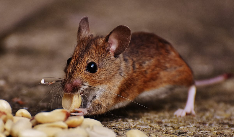 mice