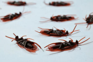 Annual Pest Control